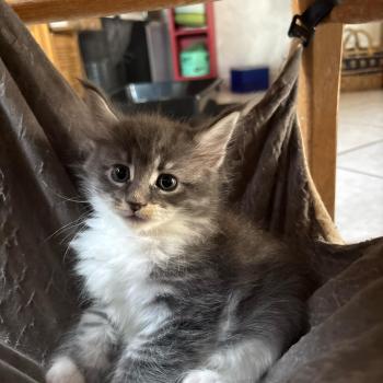 chaton Maine coon blue tabby bicolor Chatterie du Loup d'Orcoon