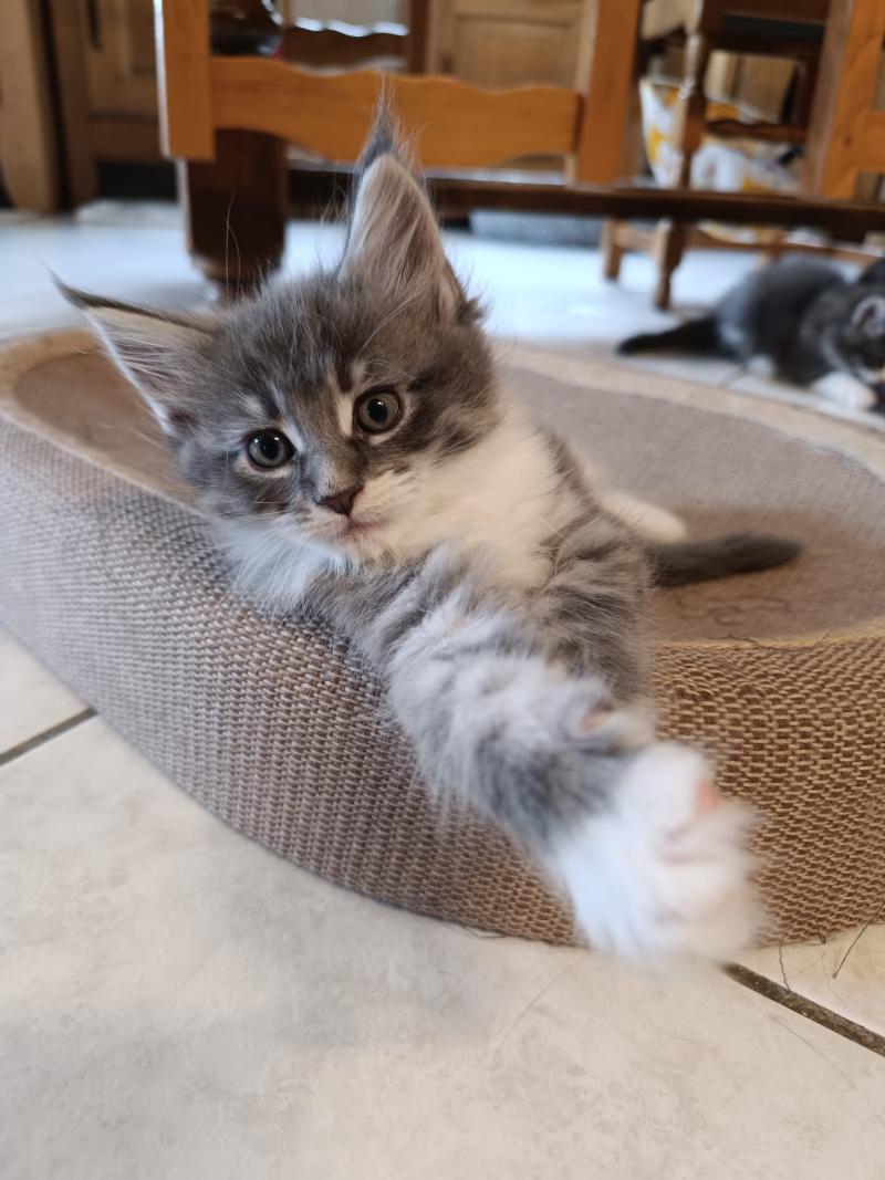 Baku du Loup d'Orcoon Mâle Maine coon