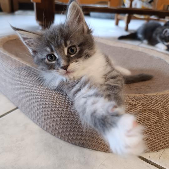 4e chaton (Portée Tendō ❤ Uchiwa Itachi 2026) - Mâle blue tabby bicolor patte arriere gauche blanche Mâle Maine coon