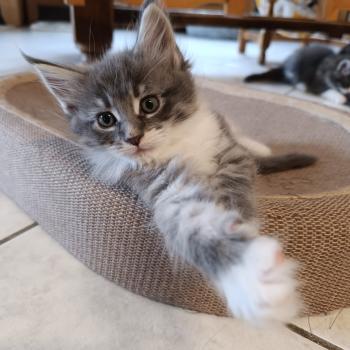 chaton Maine coon blue tabby bicolor Chatterie du Loup d'Orcoon