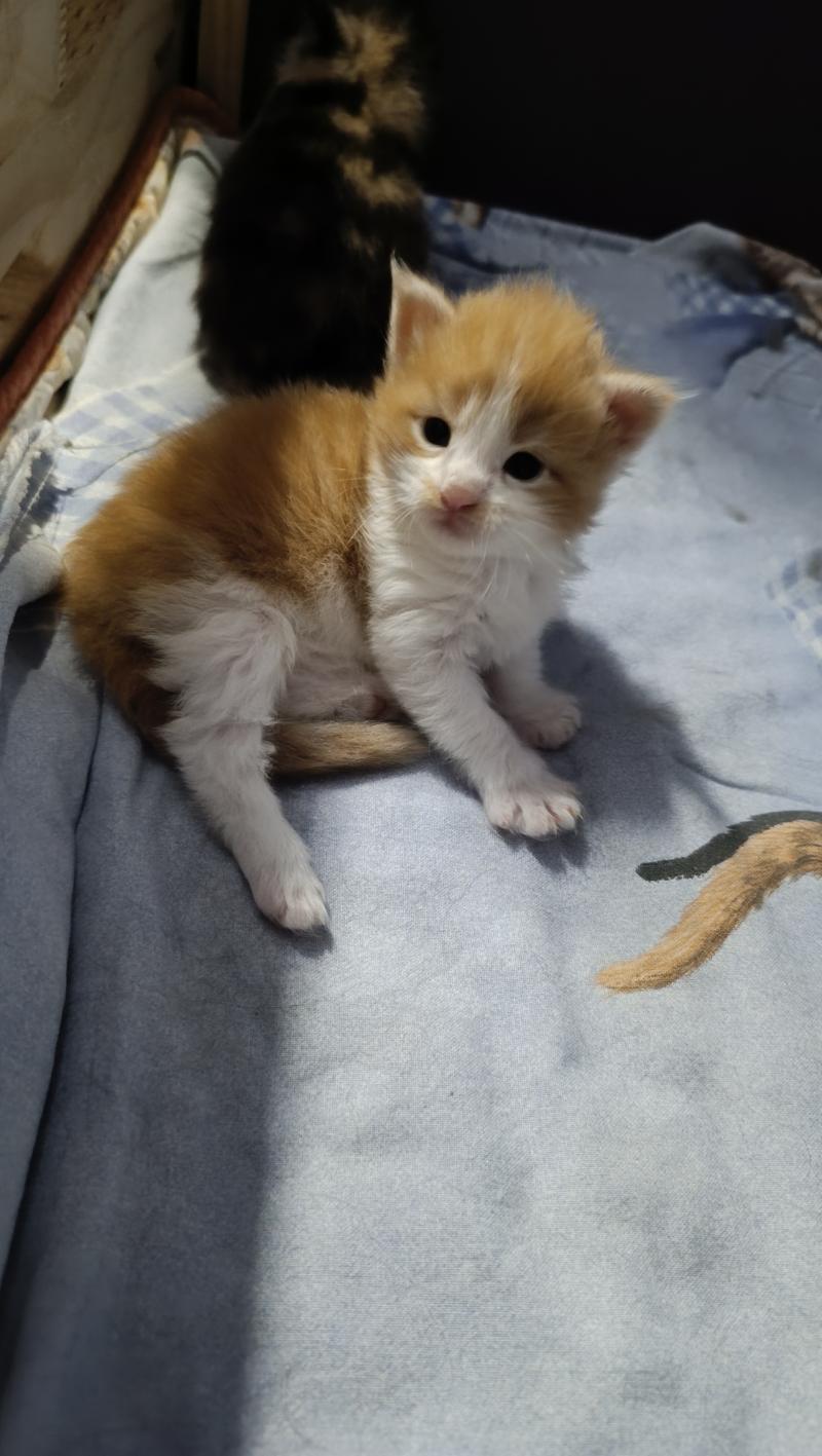 5e chaton (Portée Tendō ❤ Uchiwa Itachi) - Femelle red bicolor Femelle Maine coon
