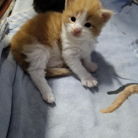 5e chaton (Portée Tendō ❤ Uchiwa Itachi) - Femelle red bicolor Femelle Maine coon