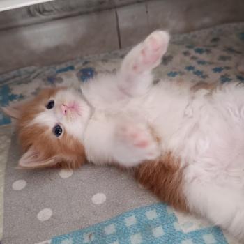 chaton Maine coon red bicolor Chatterie du Loup d'Orcoon