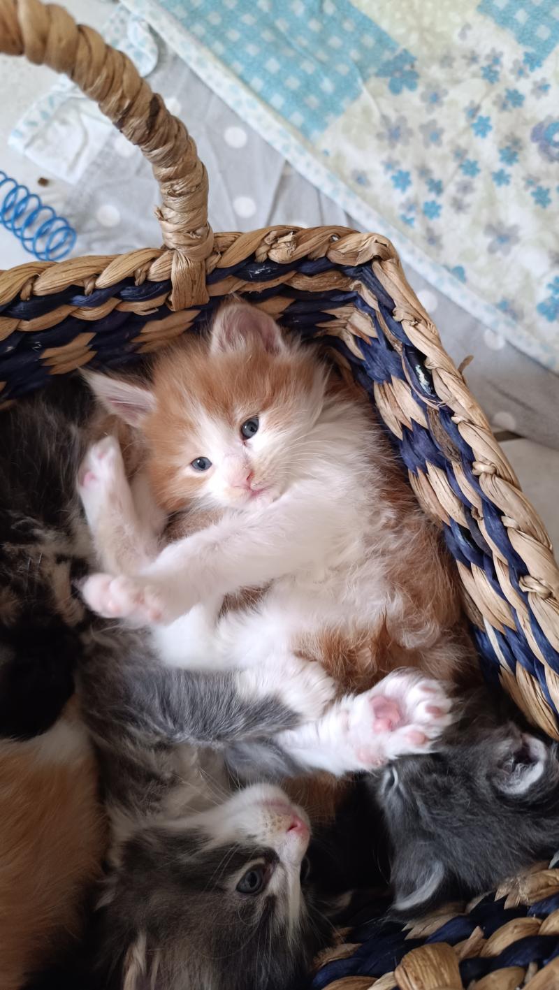 5e chaton (Portée Tendō ❤ Uchiwa Itachi) - Femelle red bicolor Femelle Maine coon