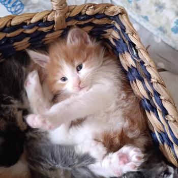 chaton Maine coon red bicolor Chatterie du Loup d'Orcoon