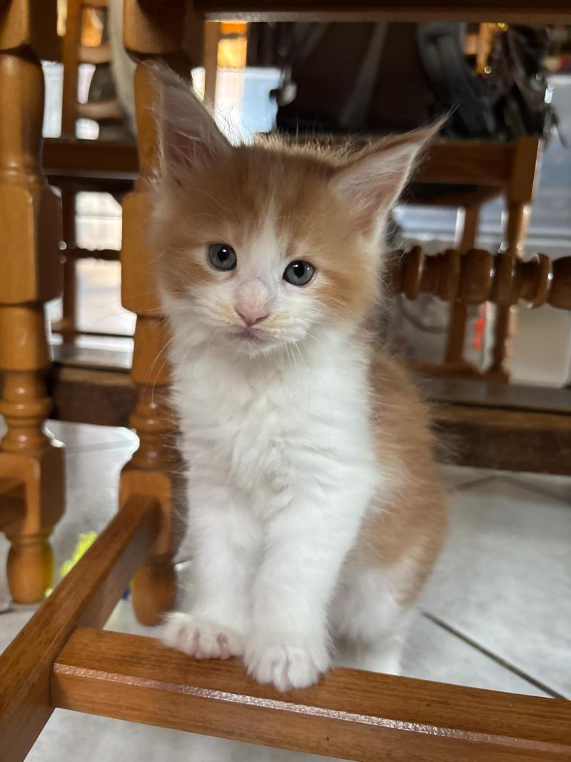 Bara du Loup d'Orcoon Femelle Maine coon