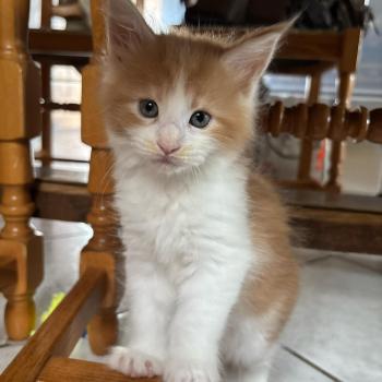 chaton Maine coon red bicolor Chatterie du Loup d'Orcoon