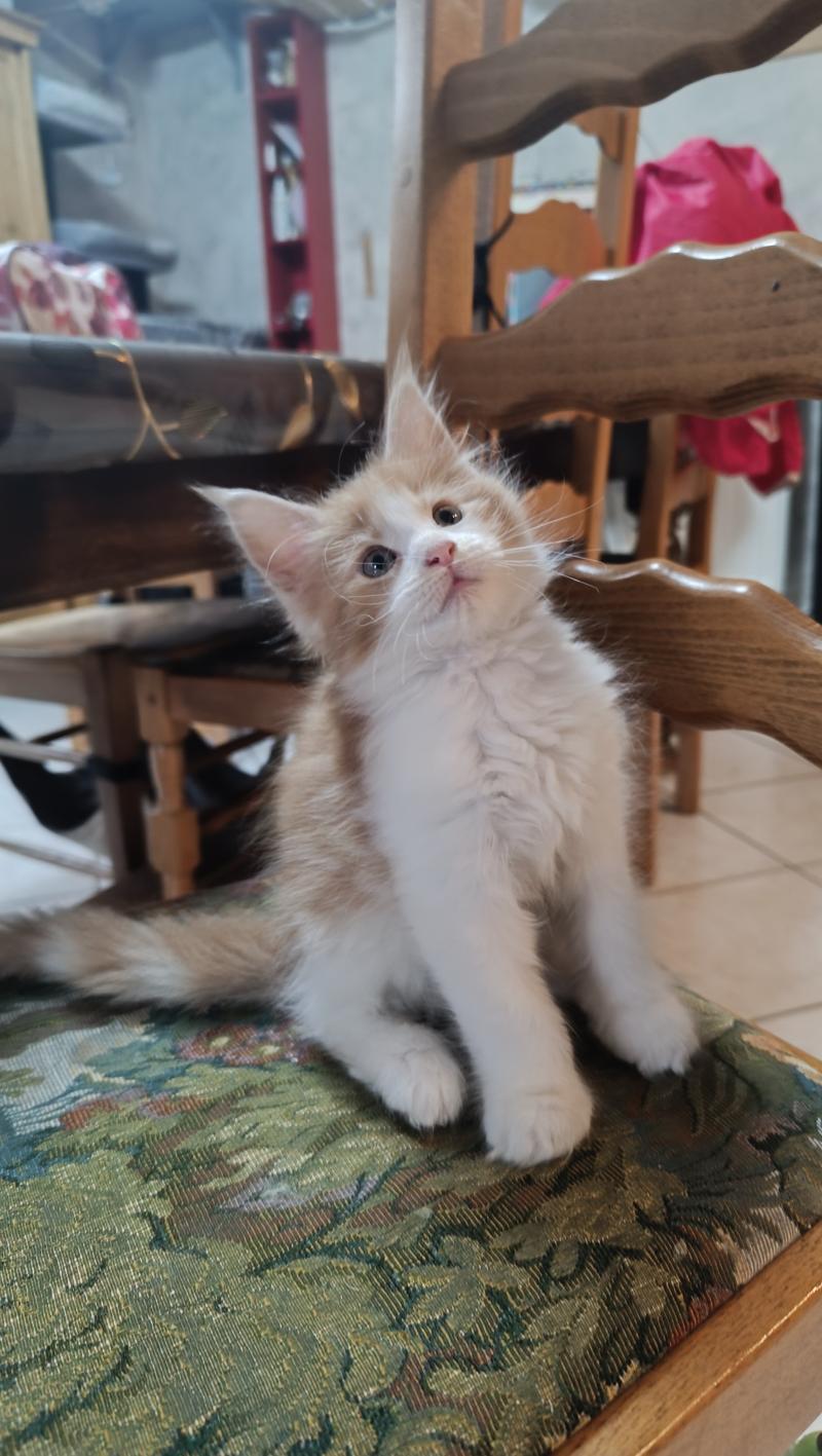 Bara du Loup d'Orcoon Femelle Maine coon
