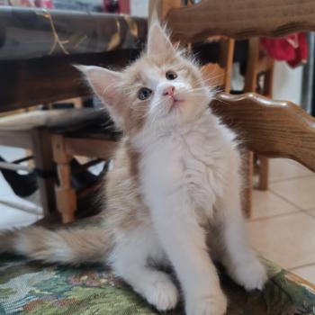chaton Maine coon red blotched tabby bicolor Bara Chatterie du Loup d'Orcoon