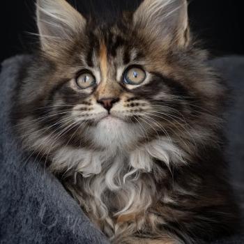 chat Maine coon brown tortie blotched tabby API'FLAMME Chatterie du Loup d'Orcoon