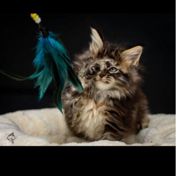 chat Maine coon brown tortie blotched tabby API'FLAMME Chatterie du Loup d'Orcoon