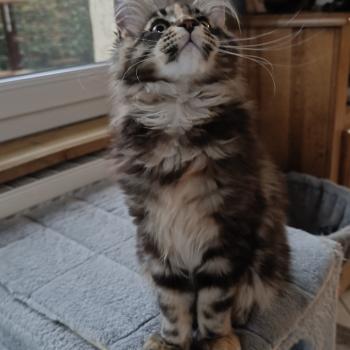 chat Maine coon brown tortie blotched tabby API'FLAMME Chatterie du Loup d'Orcoon