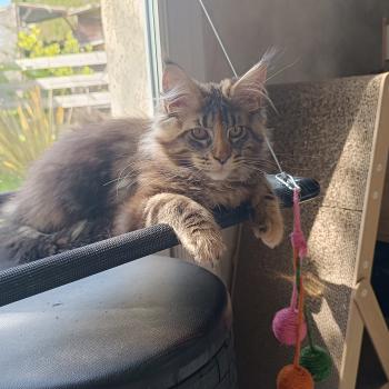 chat Maine coon brown tortie blotched tabby API'FLAMME Chatterie du Loup d'Orcoon