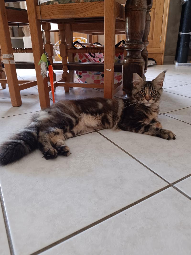 API'FLAMME D'OTE TI COON Femelle Maine coon