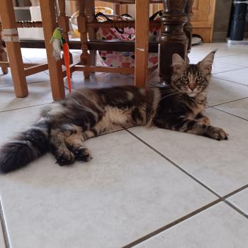 chat Maine coon brown tortie blotched tabby API'FLAMME Chatterie du Loup d'Orcoon