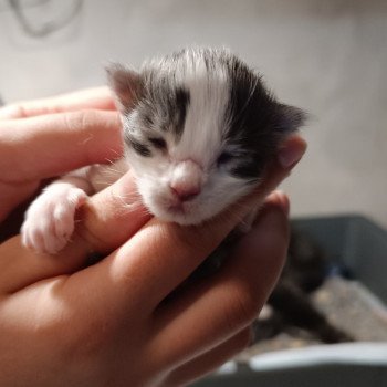 chaton Maine coon blue mackerel tabby & blanc ASLAN Chatterie du Loup d'Orcoon chaton Maine coon blue mackerel tabby & blanc ASLAN Chatterie du Loup d'Orcoon