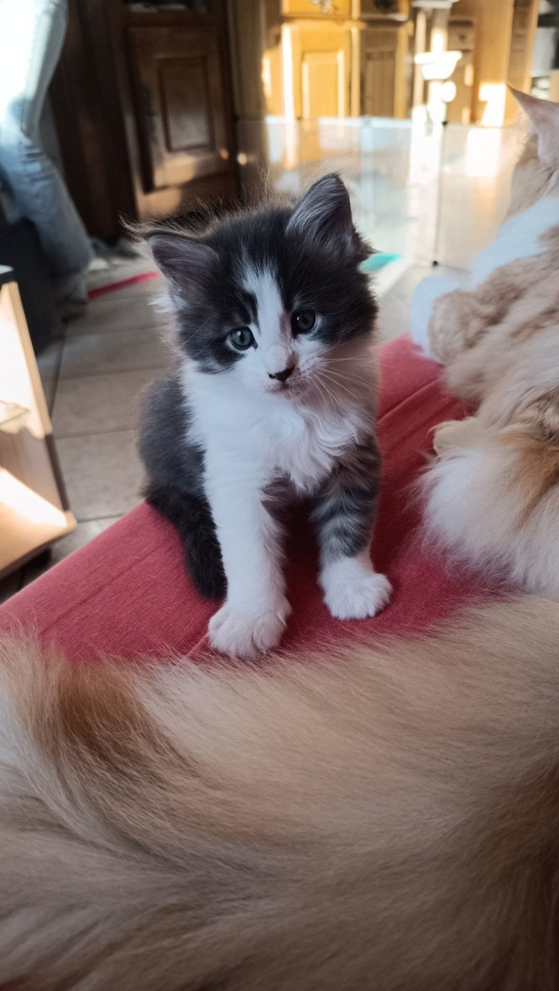 ASLAN du Loup d'Orcoon Mâle Maine coon ASLAN du Loup d'Orcoon Mâle Maine coon