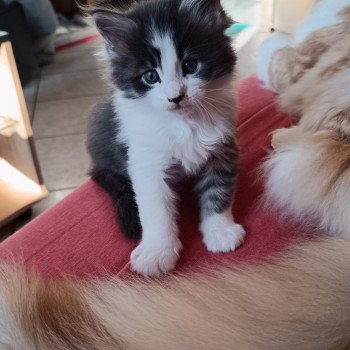 chaton Maine coon blue mackerel tabby & blanc ASLAN Chatterie du Loup d'Orcoon chaton Maine coon blue mackerel tabby & blanc ASLAN Chatterie du Loup d'Orcoon