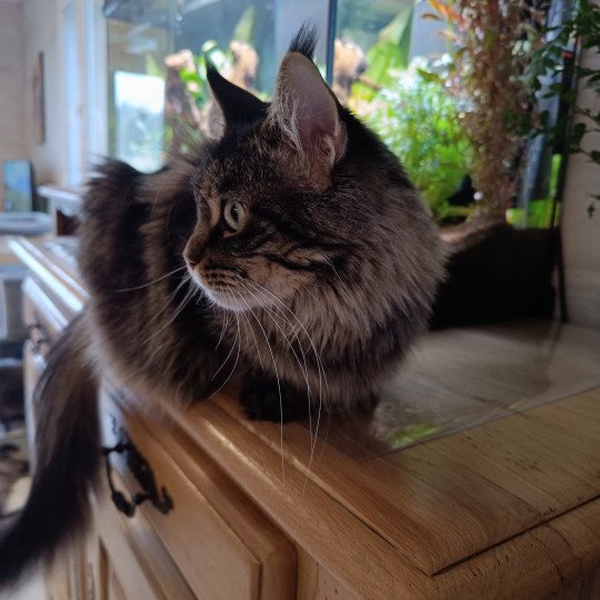 Sephora Femelle Maine coon