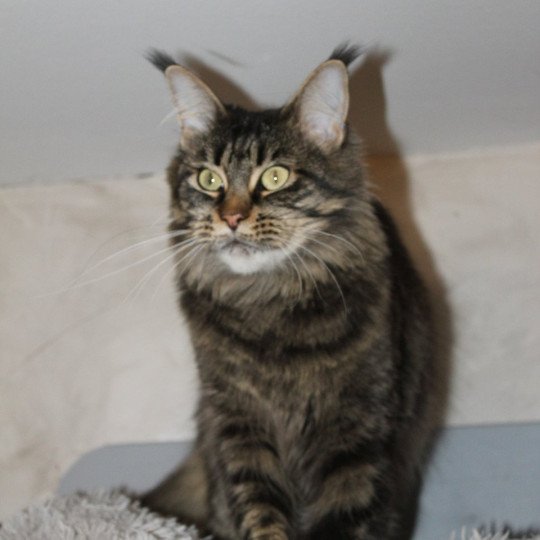 Sephora Femelle Maine coon
