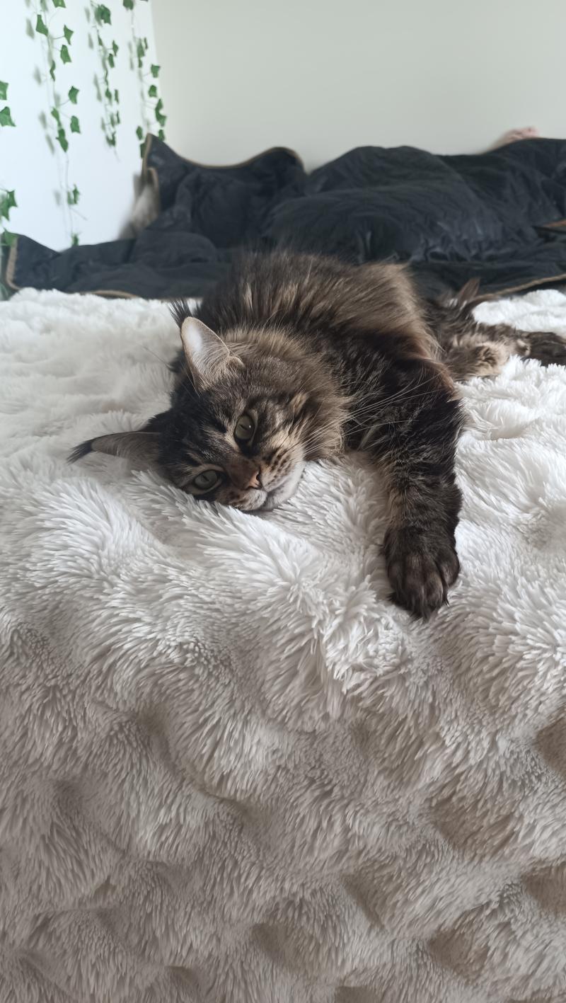 Sephora du monde des maine Femelle Maine coon