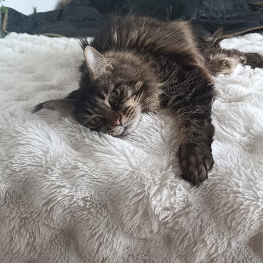 Sephora Femelle Maine coon