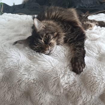 Sephora du monde des maine Femelle Maine coon