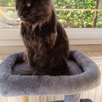 chat Maine coon blue Shelby Chatterie du Loup d'Orcoon chat Maine coon blue Shelby Chatterie du Loup d'Orcoon