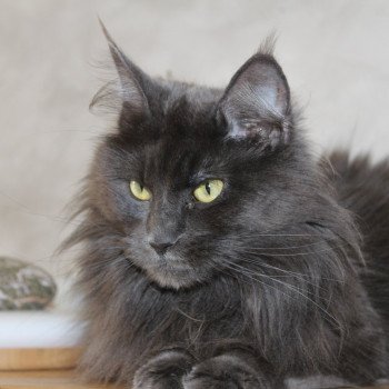 chat Maine coon blue Shelby Chatterie du Loup d'Orcoon chat Maine coon blue Shelby Chatterie du Loup d'Orcoon