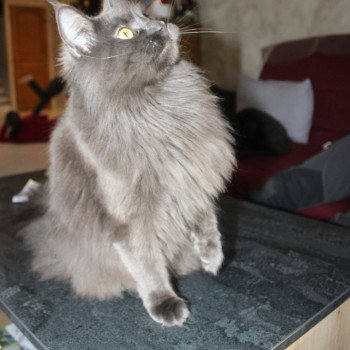 chat Maine coon blue Shelby Chatterie du Loup d'Orcoon chat Maine coon blue Shelby Chatterie du Loup d'Orcoon