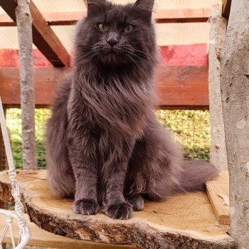 chat Maine coon blue Shelby Chatterie du Loup d'Orcoon chat Maine coon blue Shelby Chatterie du Loup d'Orcoon
