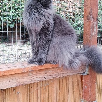 chat Maine coon blue Shelby Chatterie du Loup d'Orcoon chat Maine coon blue Shelby Chatterie du Loup d'Orcoon