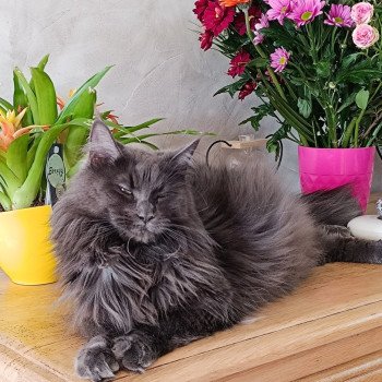 chat Maine coon blue Shelby Chatterie du Loup d'Orcoon chat Maine coon blue Shelby Chatterie du Loup d'Orcoon