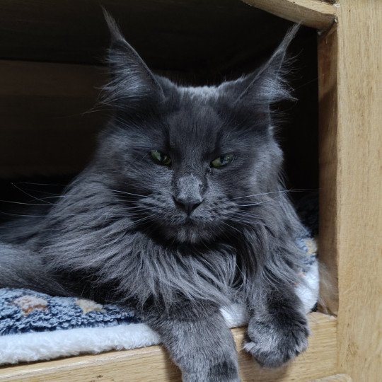 Shelby Femelle Maine coon