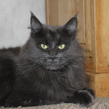 chat Maine coon blue Shelby Chatterie du Loup d'Orcoon chat Maine coon blue Shelby Chatterie du Loup d'Orcoon