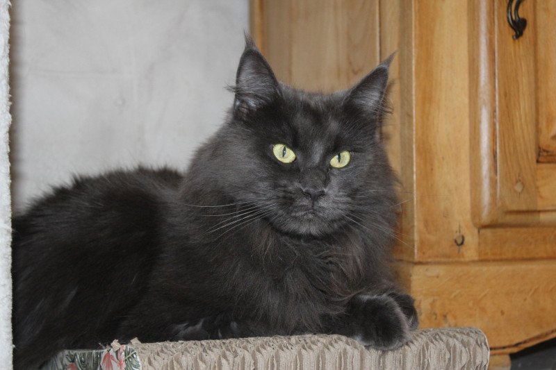 Shelby Femelle Maine coon Shelby Femelle Maine coon