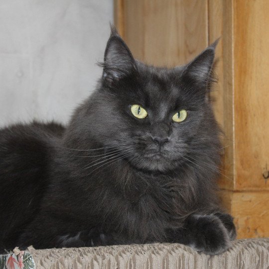 Shelby Femelle Maine coon