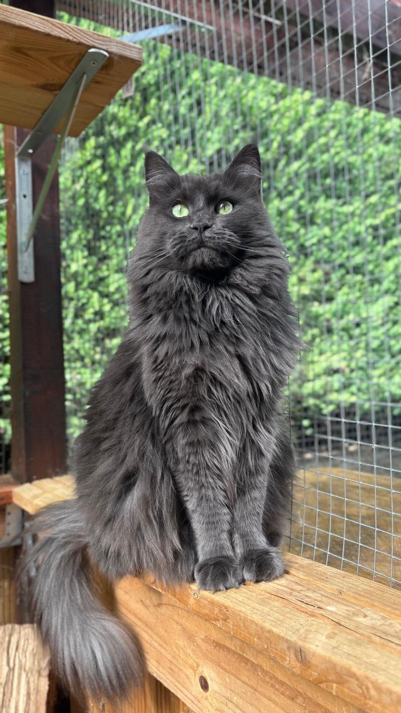 Shelby Femelle Maine coon