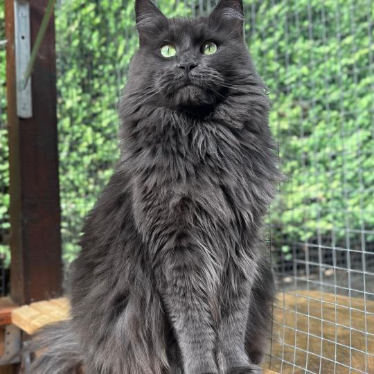 Shelby Femelle Maine coon