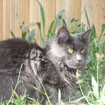 chat Maine coon SHELBY DE L'ETANG DES MAZES chatterie du LOUP D'ORCOON chat Maine coon SHELBY DE L'ETANG DES MAZES chatterie du LOUP D'ORCOON