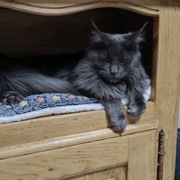 chat Maine coon blue SHELBY chatterie du LOUP D'ORCOON chat Maine coon blue SHELBY chatterie du LOUP D'ORCOON