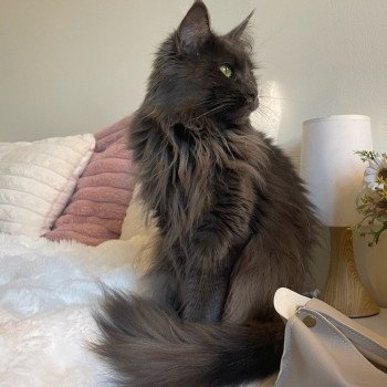 chat Maine coon blue SHELBY chatterie du LOUP D'ORCOON chat Maine coon blue SHELBY chatterie du LOUP D'ORCOON