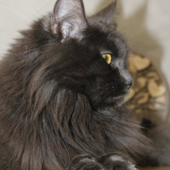 chat Maine coon blue Shelby chatterie du LOUP D'ORCOON chat Maine coon blue Shelby chatterie du LOUP D'ORCOON