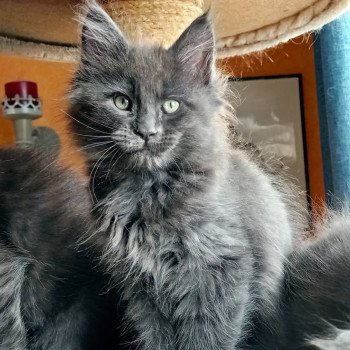 chat Maine coon blue Shelby chatterie du LOUP D'ORCOON chat Maine coon blue Shelby chatterie du LOUP D'ORCOON