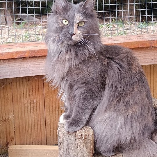 Tendō du LOUP  D ' ORCOON Femelle Maine coon