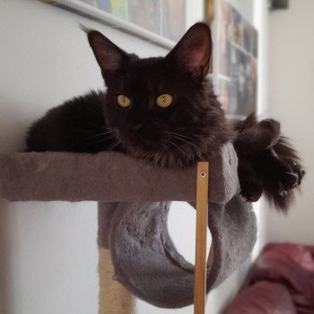 des grottes du lion tiger Mâle Maine coon