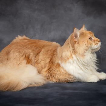 chat Maine coon red silver blotched tabby bicolor Uchiwa Itachi Chatterie du Loup d'Orcoon