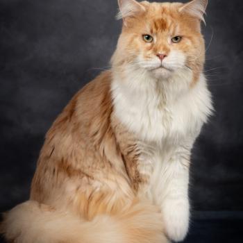 chat Maine coon red silver blotched tabby bicolor Uchiwa Itachi Chatterie du Loup d'Orcoon