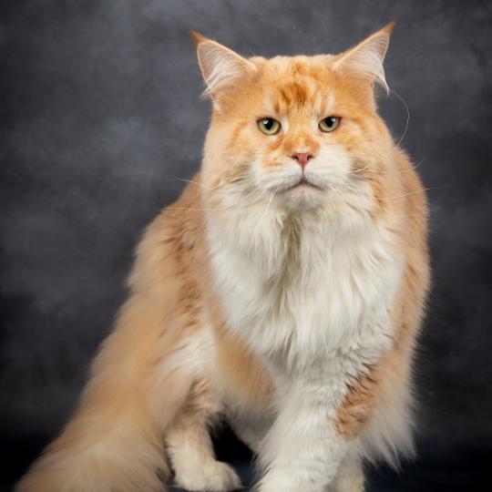Uchiwa Itachi maison du maine Mâle Maine coon