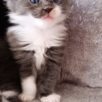 Adopter un chaton du loup d'orcoon ....